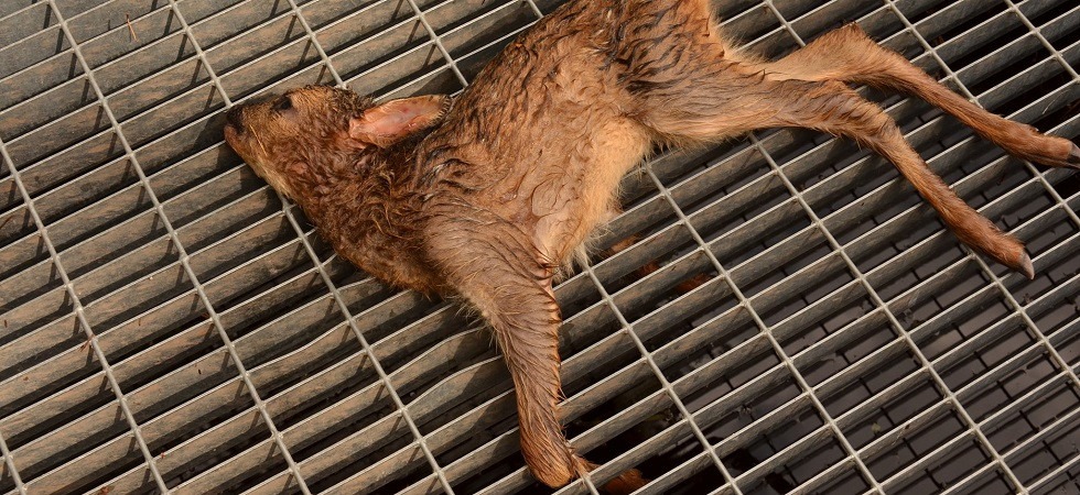 “I cani vanno tenuti al guinzaglio per ridurre incidenti come questo”, l'appello per preservare i piccoli di capriolo